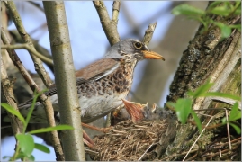 <p>DROZD KVÍČALA (Turdus pilaris) /Fieldfare - Wacholderdrossel/</p>
